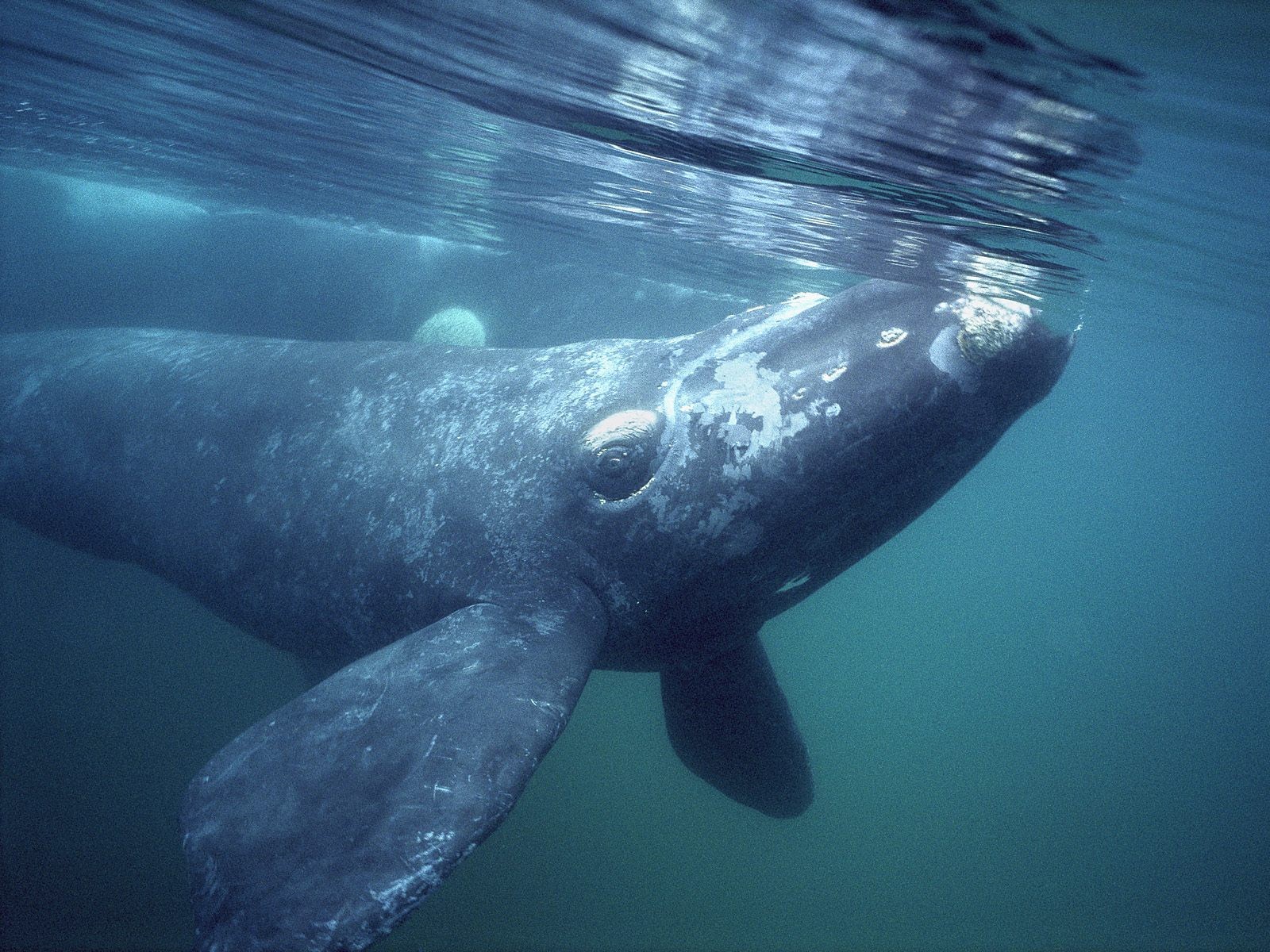 Greenland Whale Most Beautiful Picture