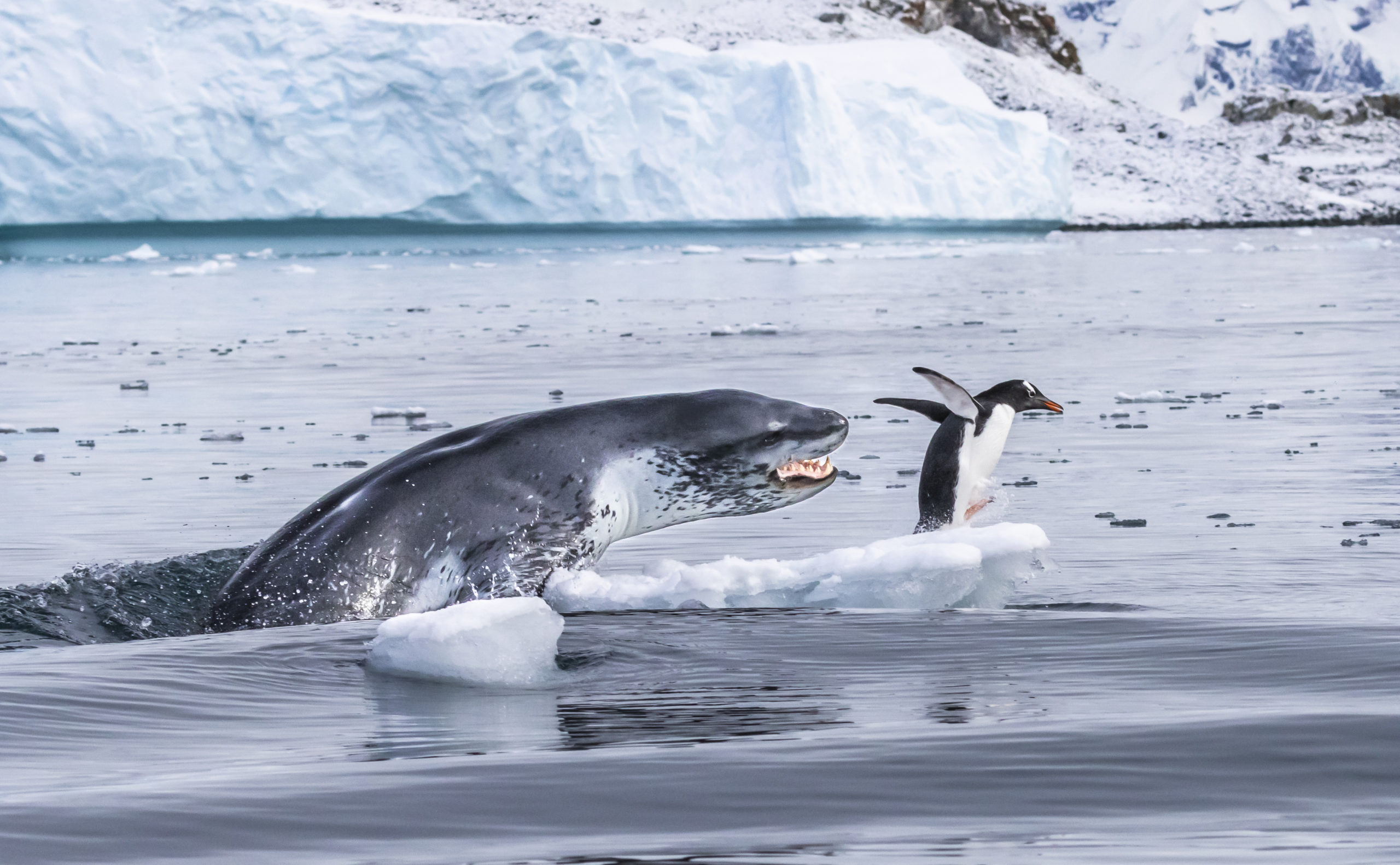 leopard seal attacks man