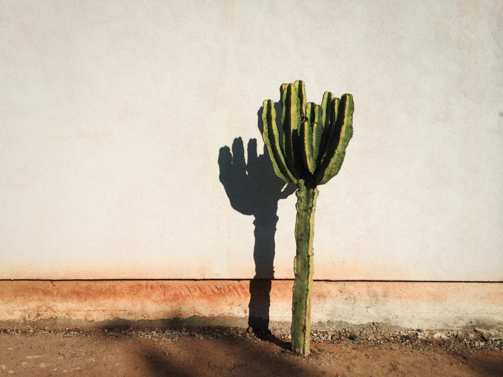 Cactus shadow on a wall, by David Trawin