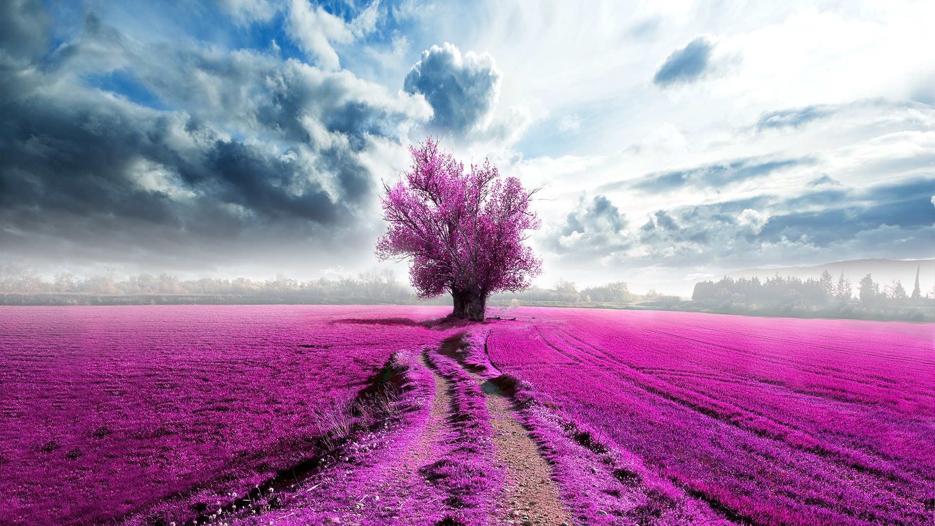 Pink lavender landscape