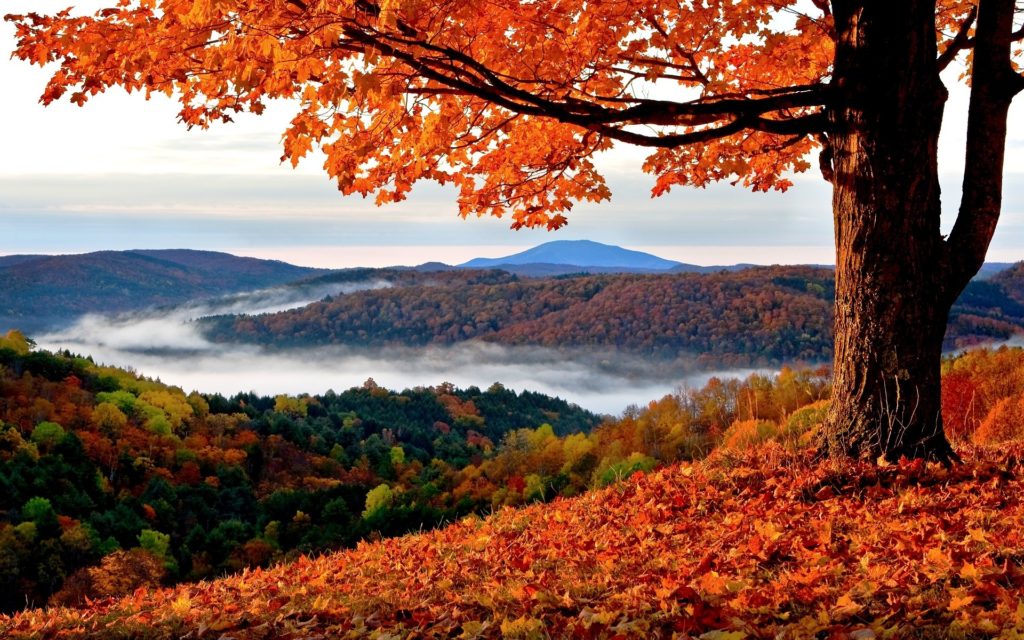 Autumn - landscape