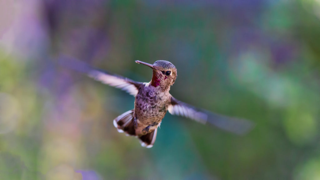 Hummingbird, by Bill Williams.
