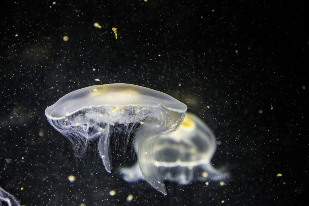 Jellyfish, by Matthias Goetzke