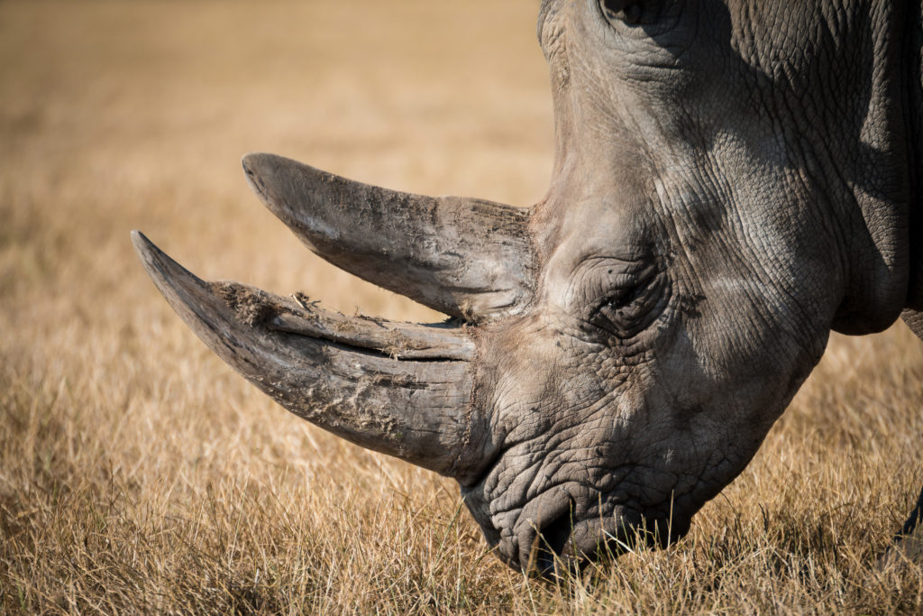 Rhinoceros, by Lucas Alexander.