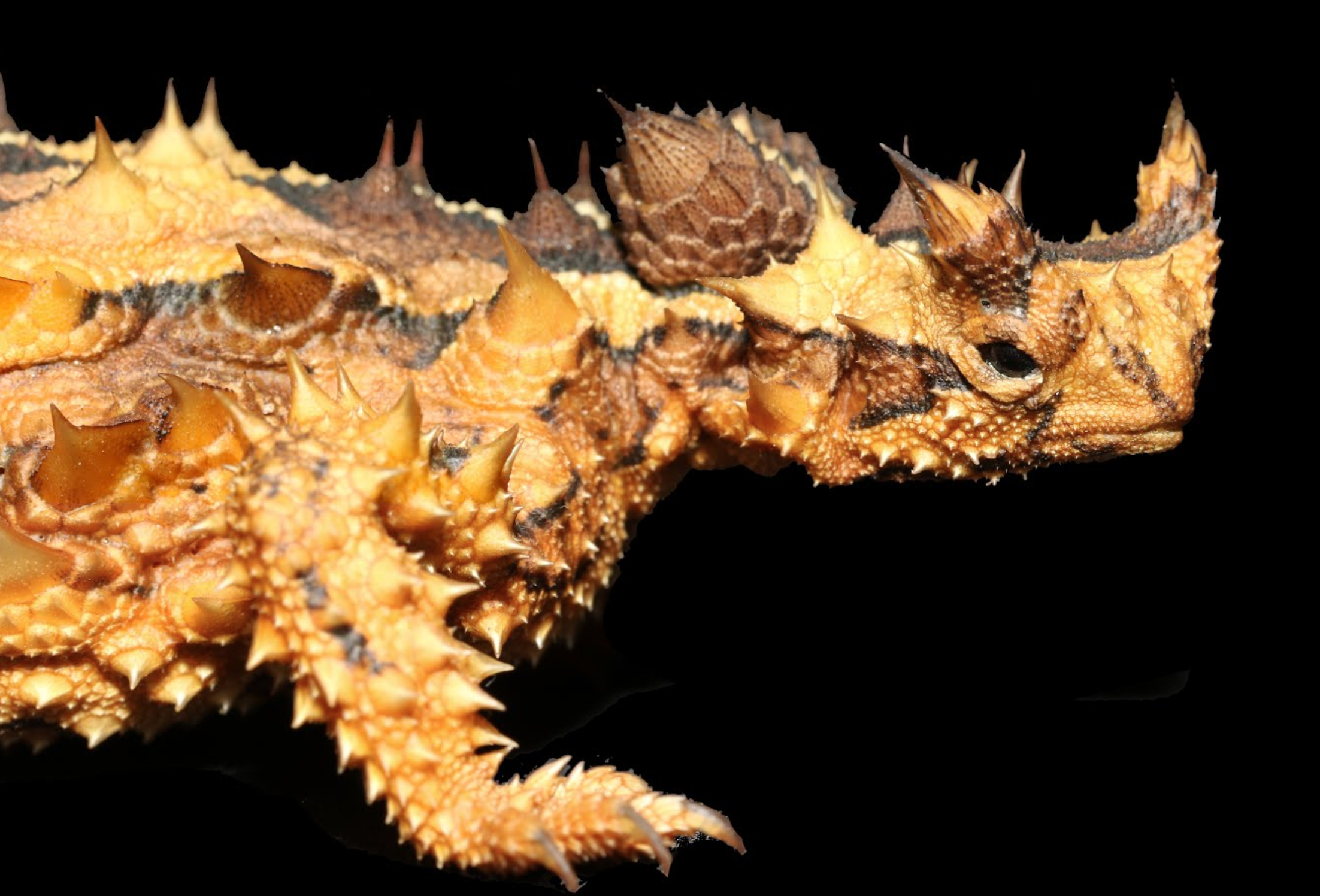 Thorny Devil, Natural Sciences Collection, Museum & Art Gallery of the Northern Territory (MAGNT)