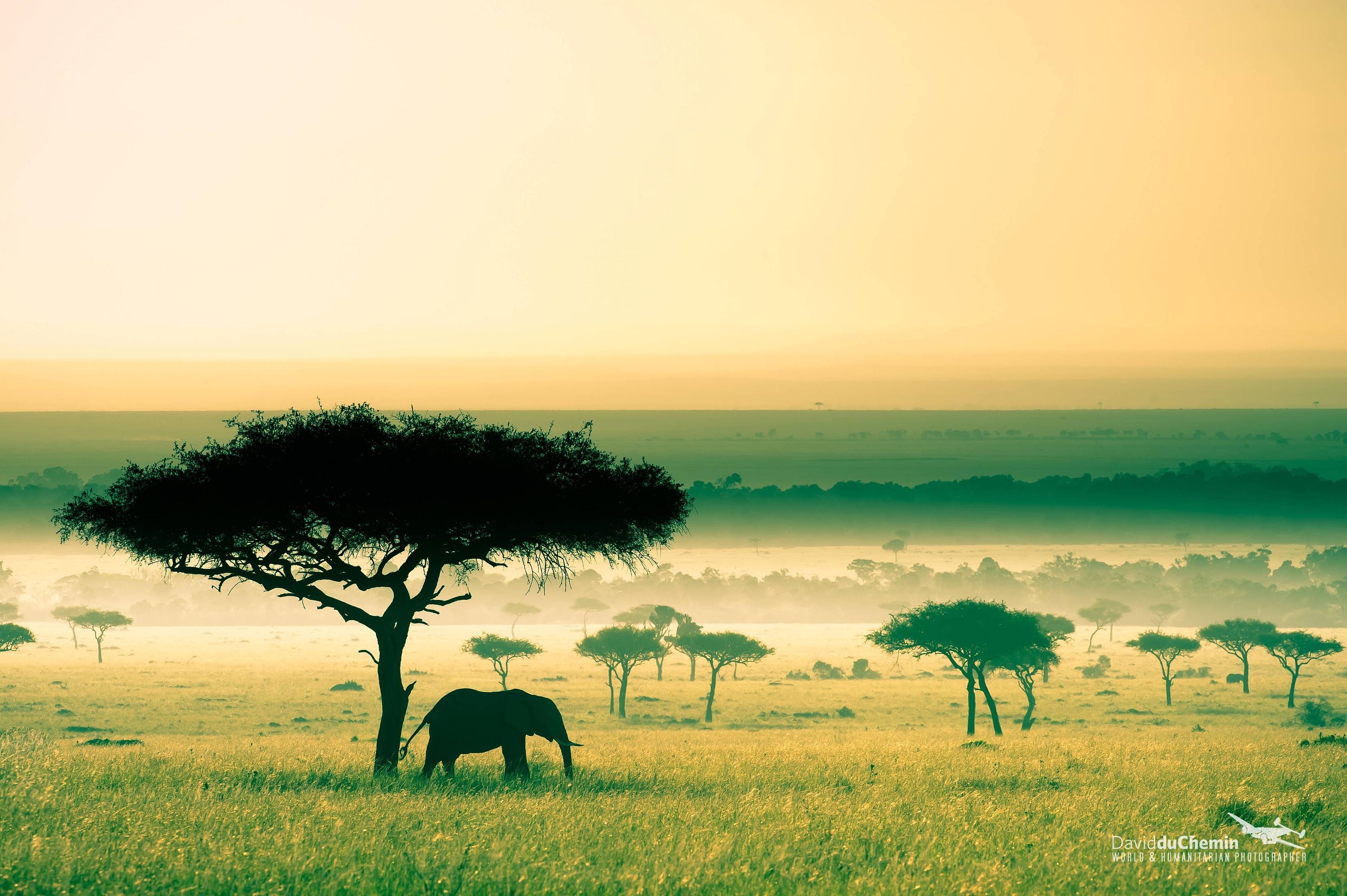 Savanna in Kenya, by David Duchemin