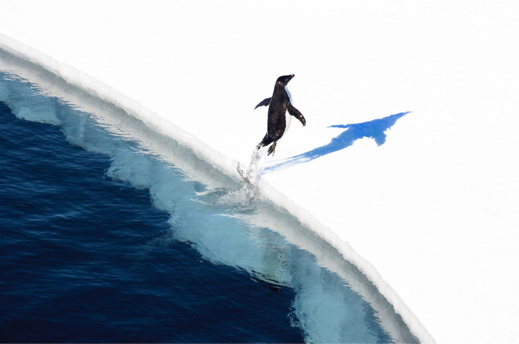 Penguin Leaping