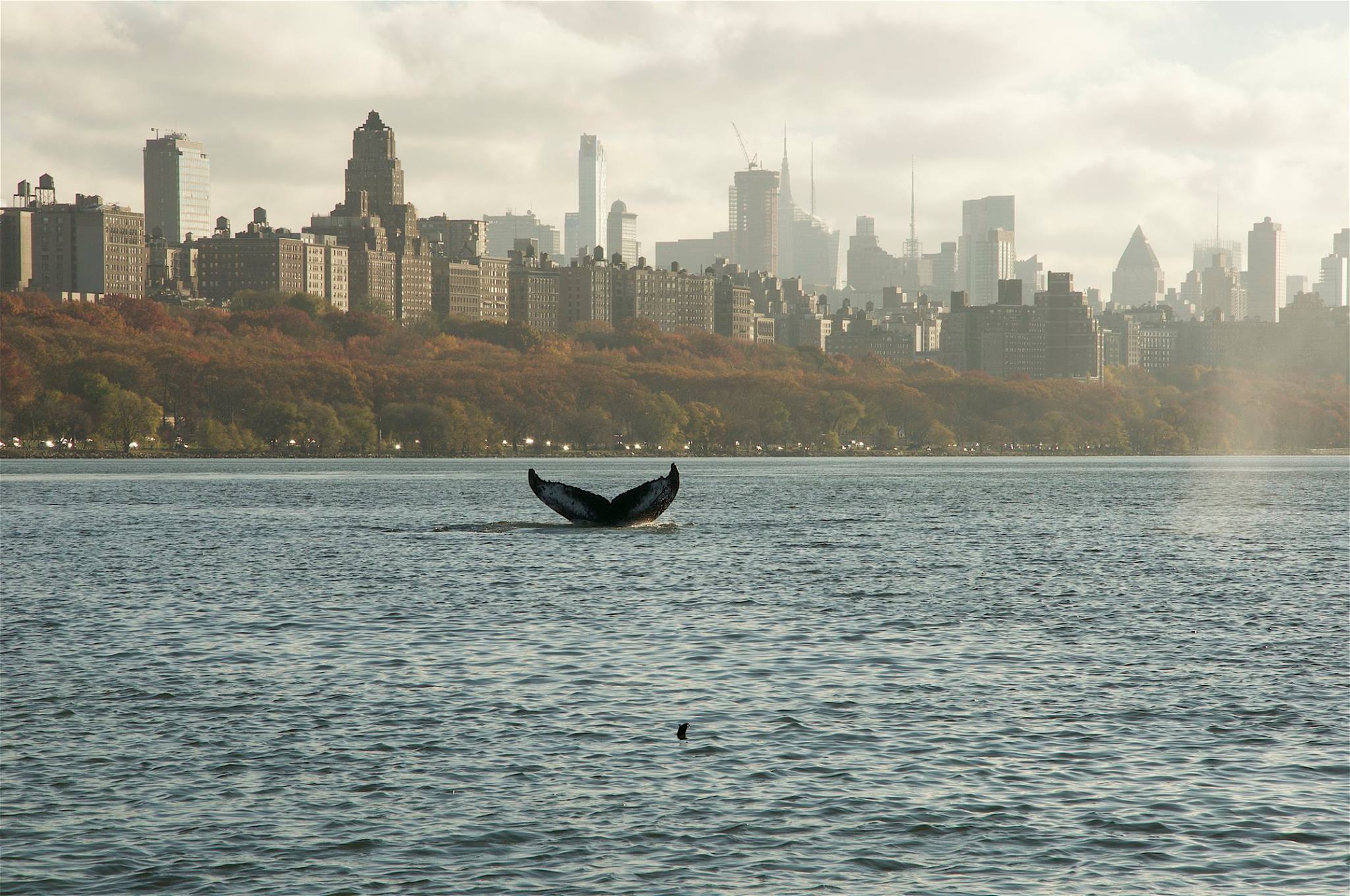 Humpback whale in New York (November 2016)