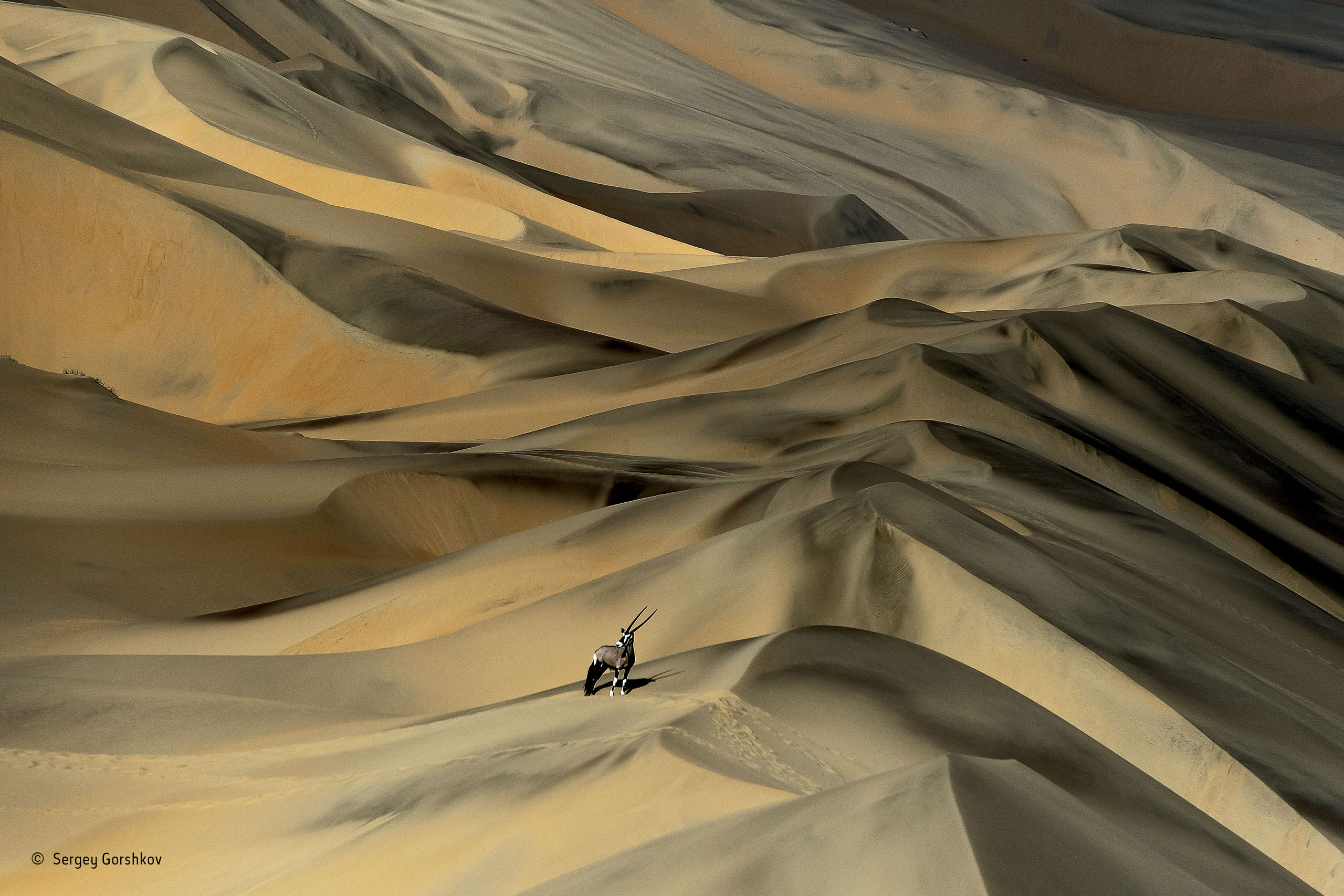 Desert survivor, by Sergey Gorshkov