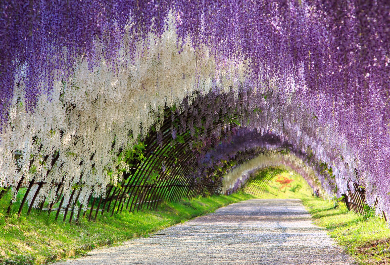 The Great Wisteria Flower Arch, by DK Tazunoki