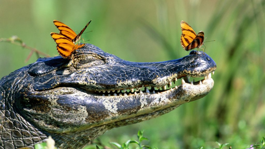 Alligator and butterfly