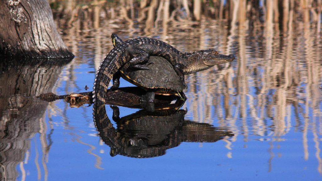 Alligator and tortuga