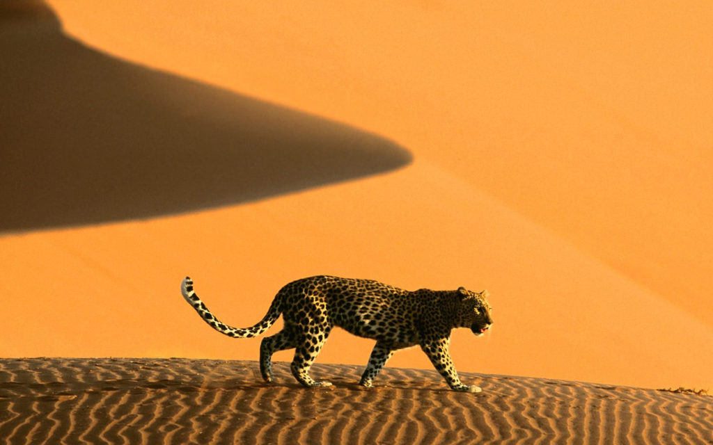 Leopard in Namib Desert