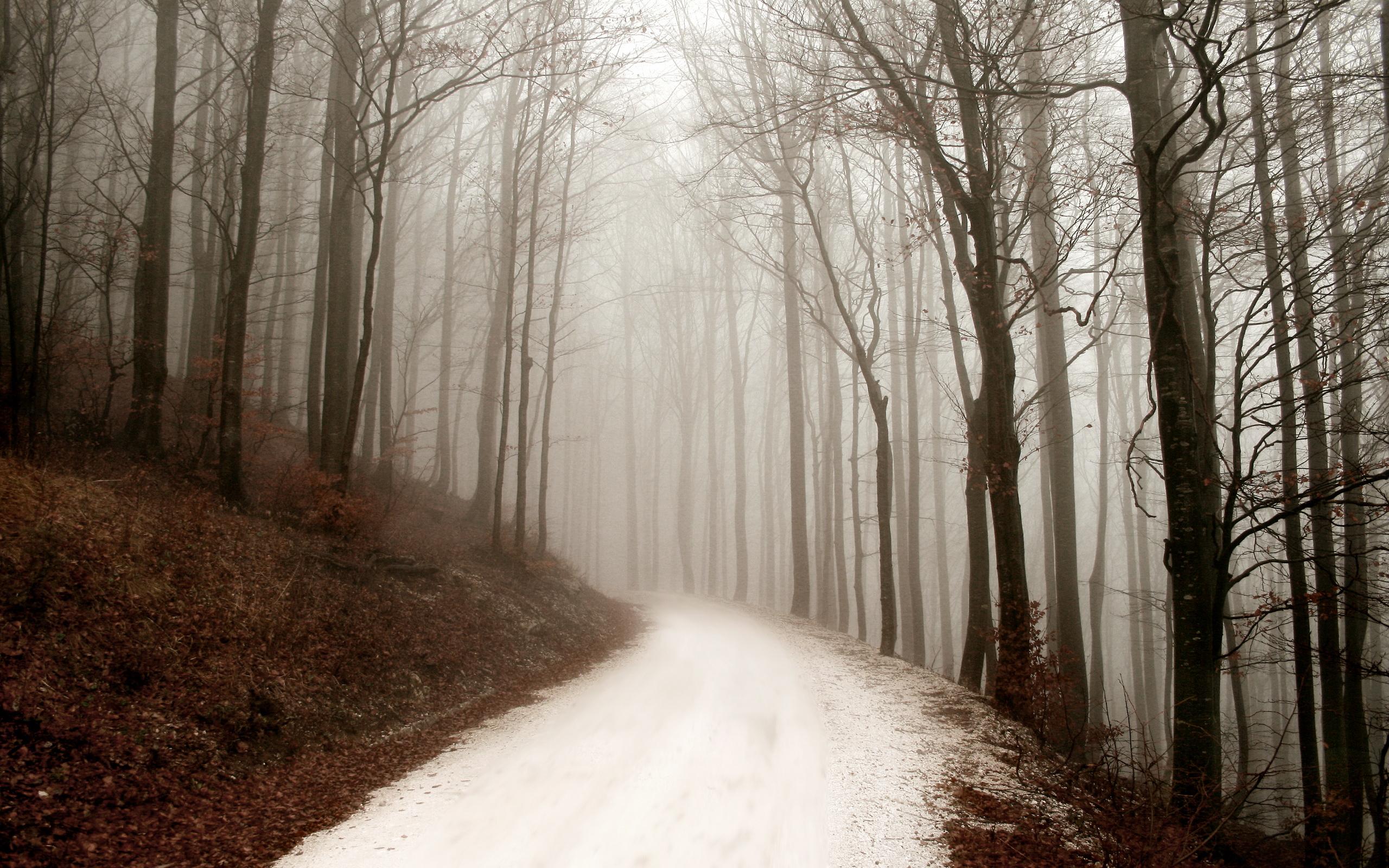 Forest Path in Winter