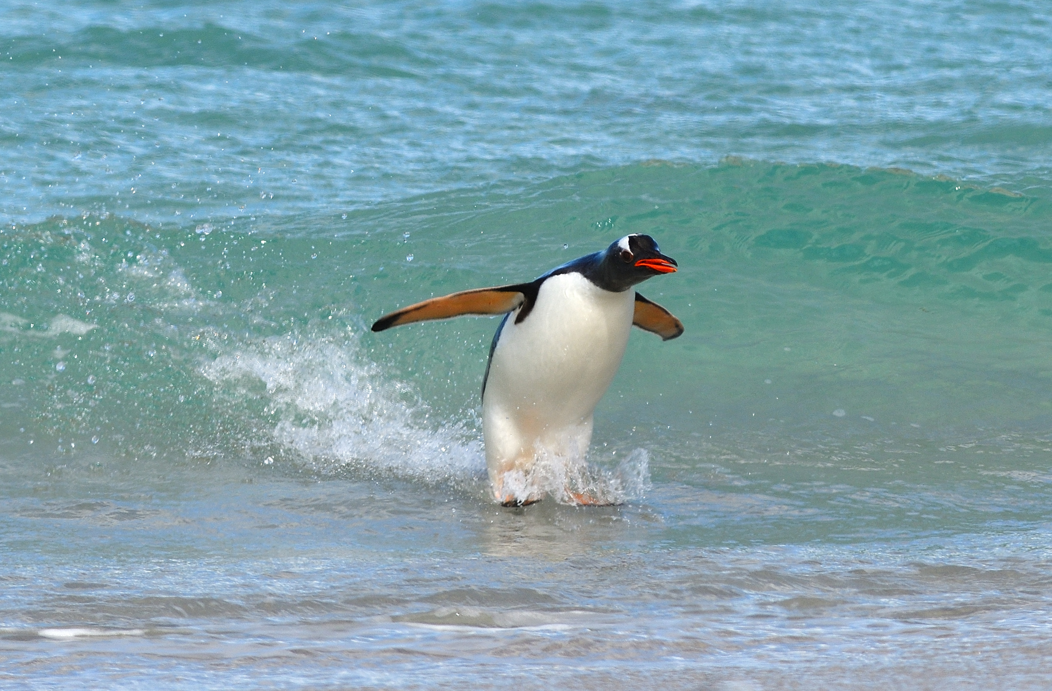 Surfing Penguin in Falkland Islands