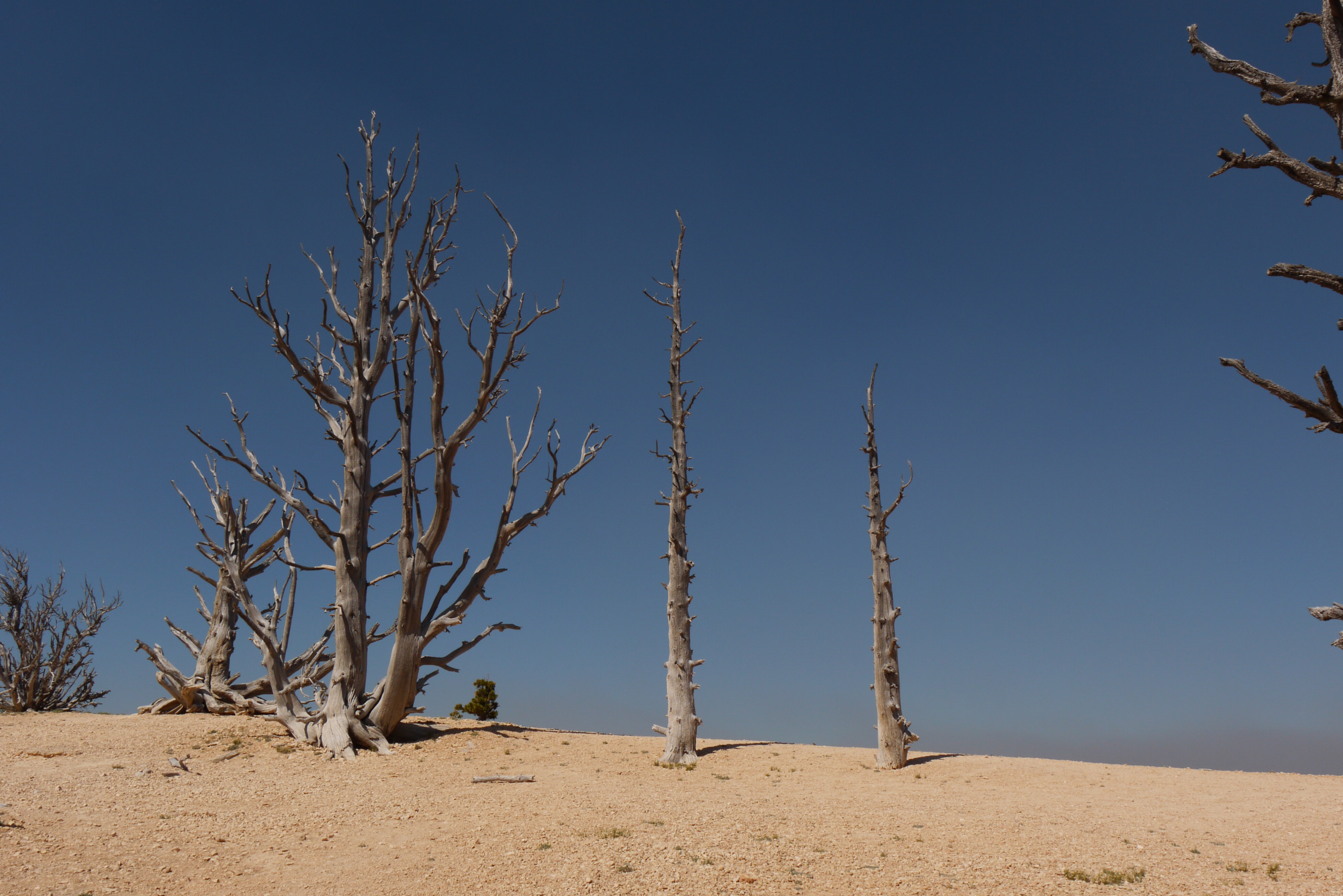Dead trees in the desert