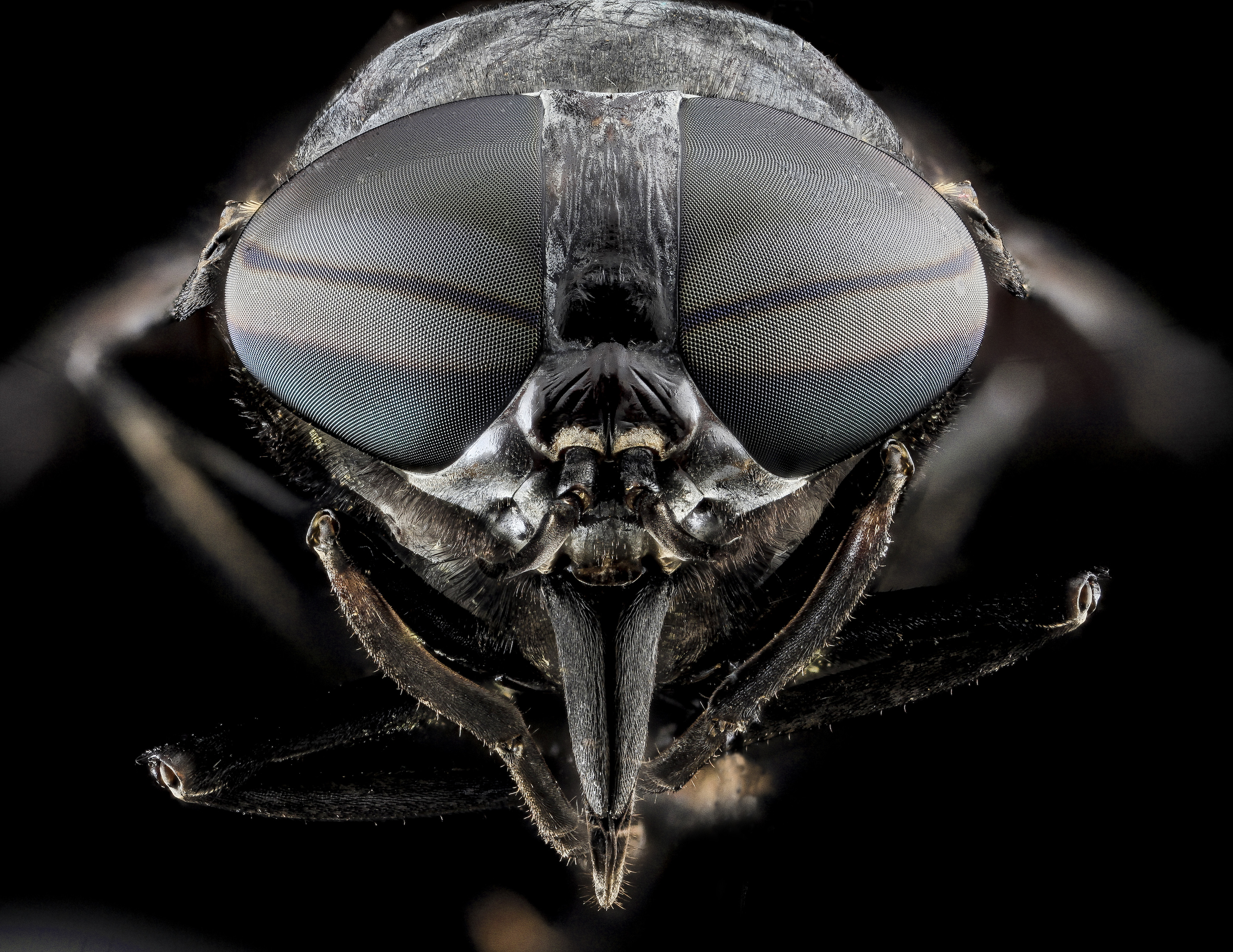 Horse-fly - Tabanus atratus