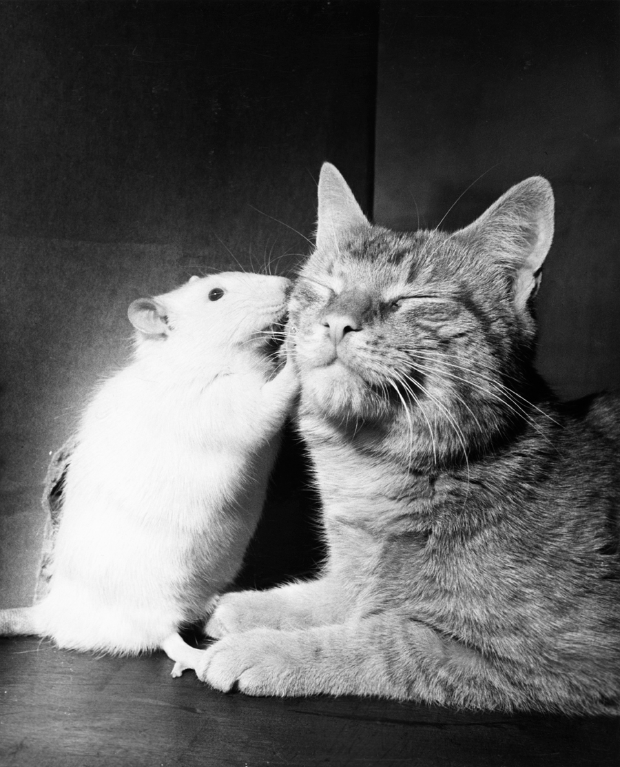 Mouse and cat