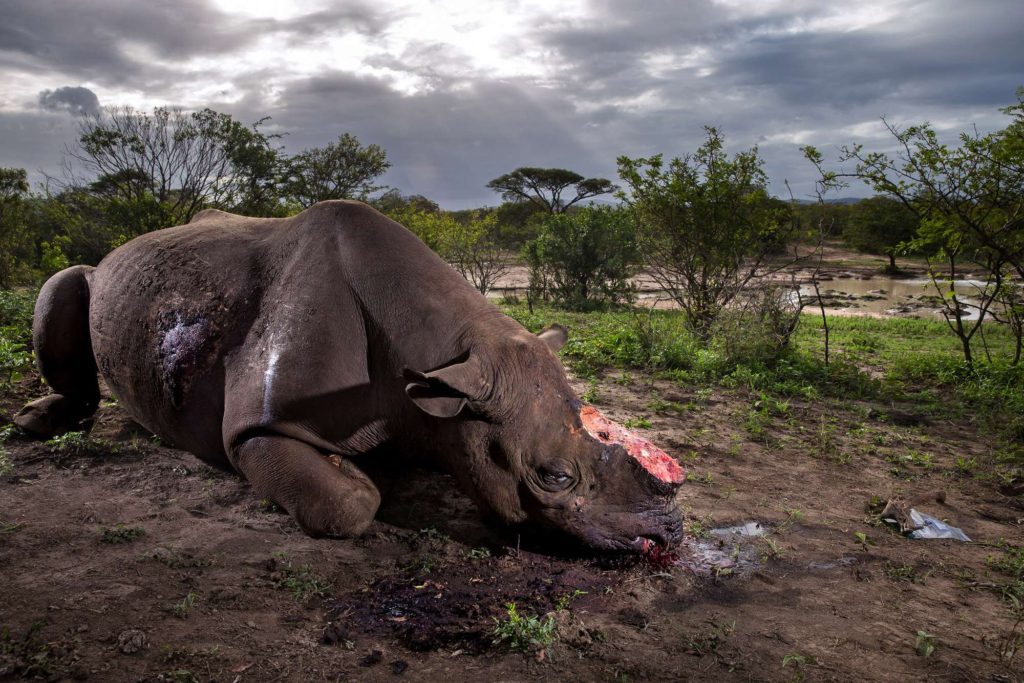 Black rhinoceros dead, Hluhluwe Imfolozi, South Africa