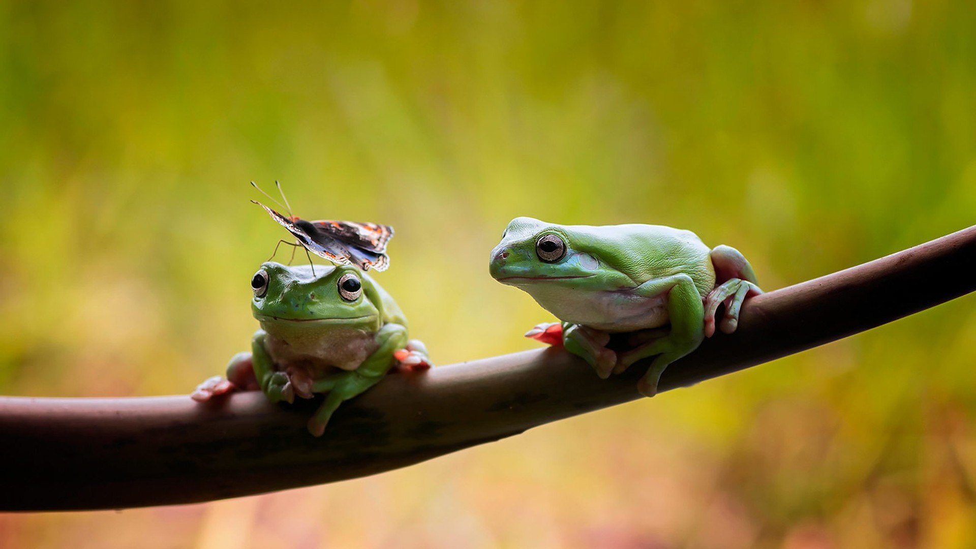 Frogs and butterfly