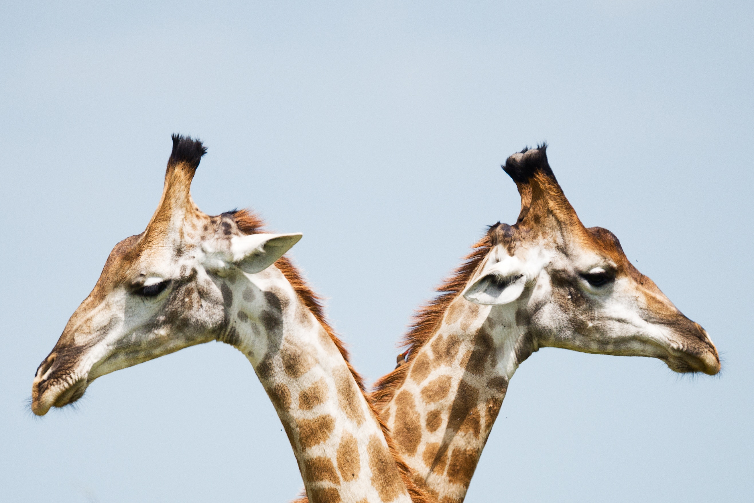 Giraffes crossing heads