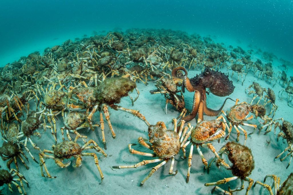 Spider crab procession, Australia
