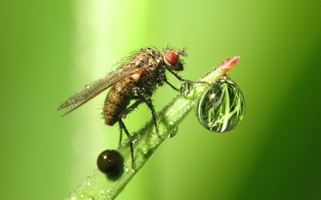 Fly and Drops