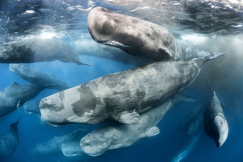Sperm whale group