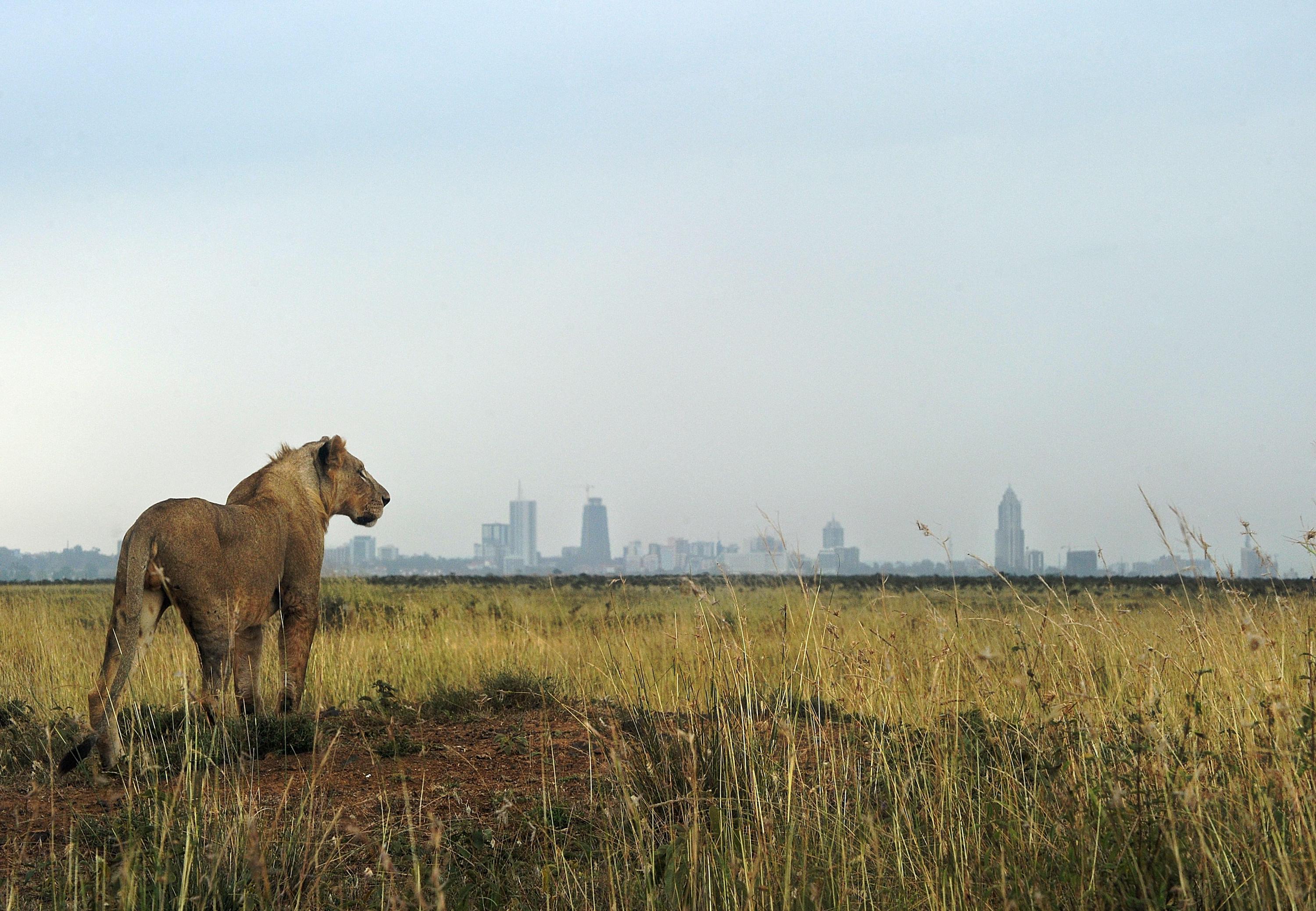 Lion, Nairobi National Park, Kenya