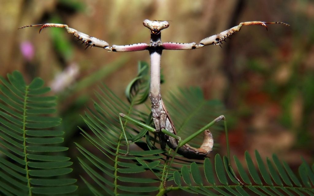 Mantis gymnastics
