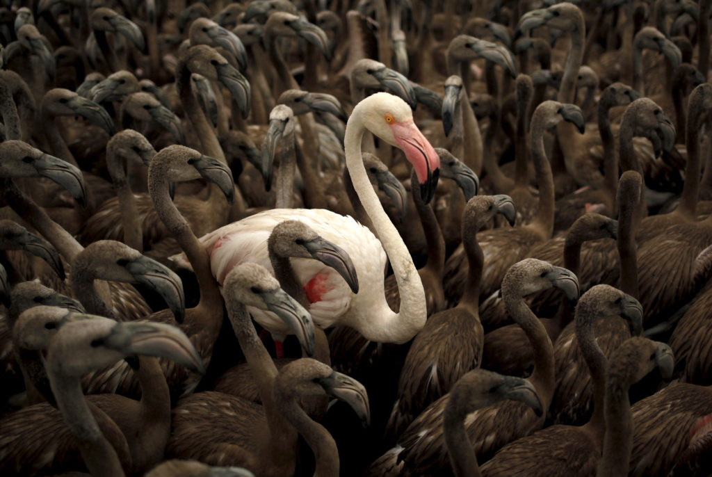 Flamingos, Spain