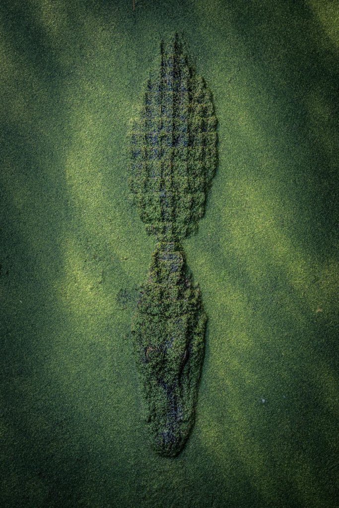 Alligator, Louisiana