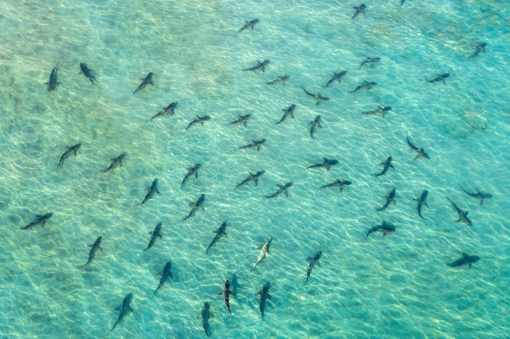 Blacktip Sharks, Juno Beach, Florida