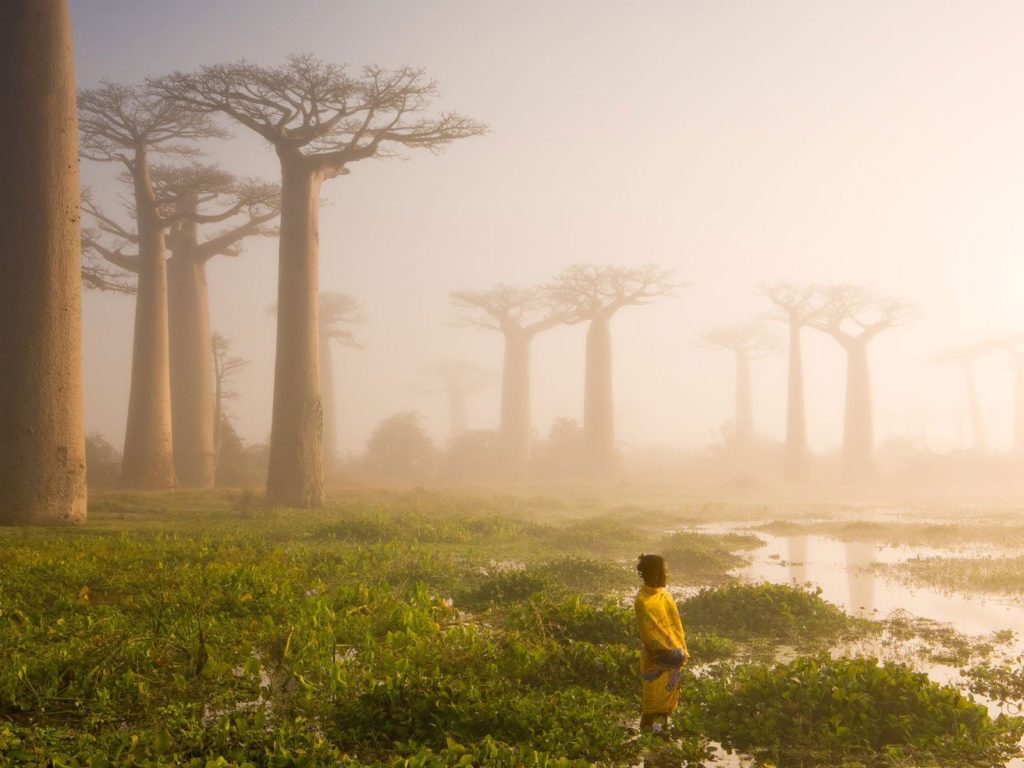 Baobabs, Madagascar