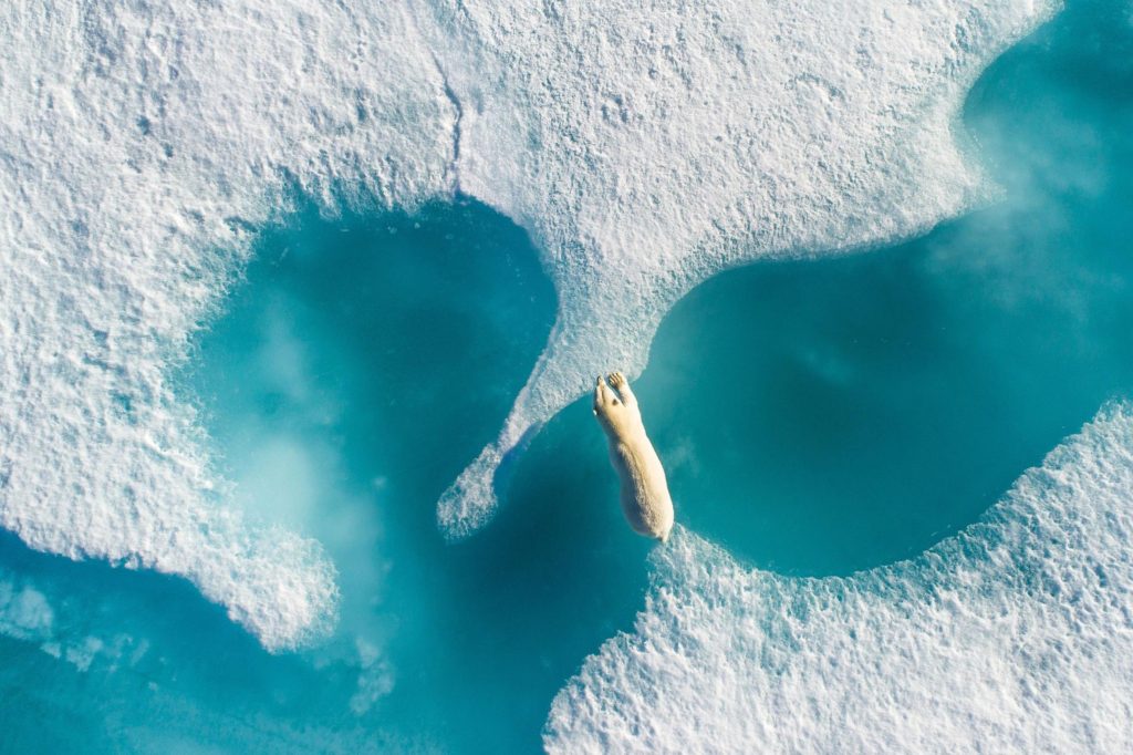 Polar Bear, Arctic Bay, Nunavut