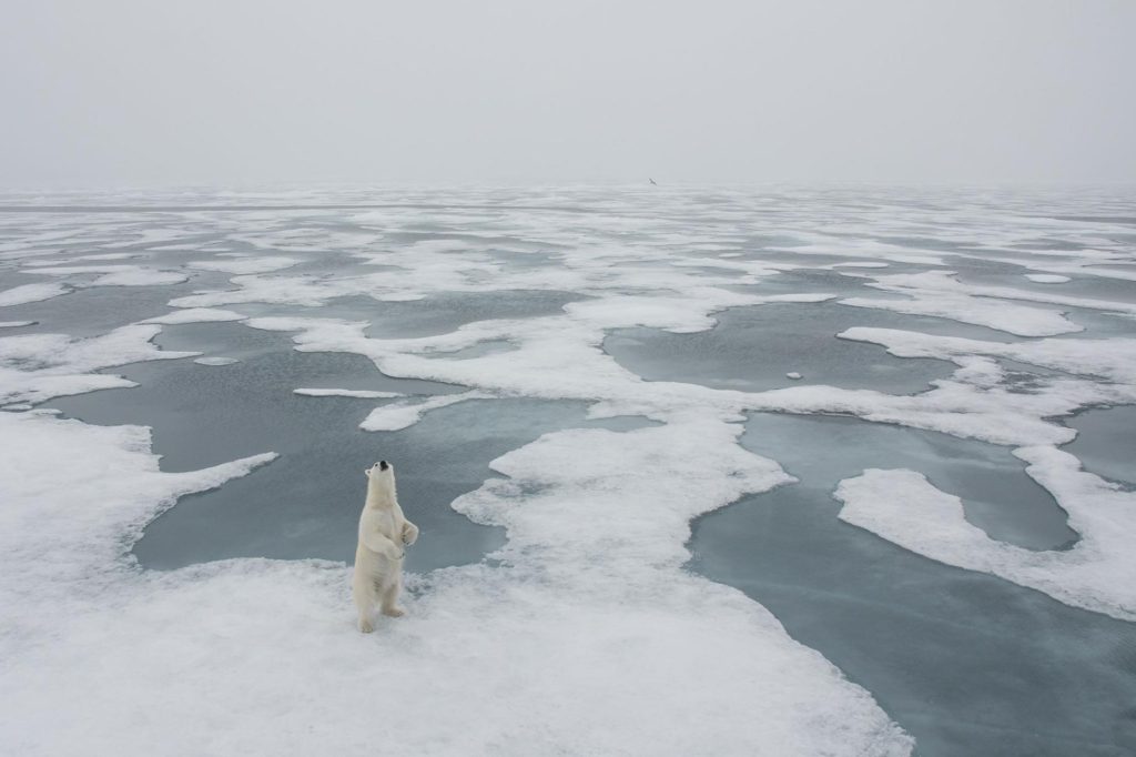 Polar Bear, Longyearbyen, Svalbard, Norway