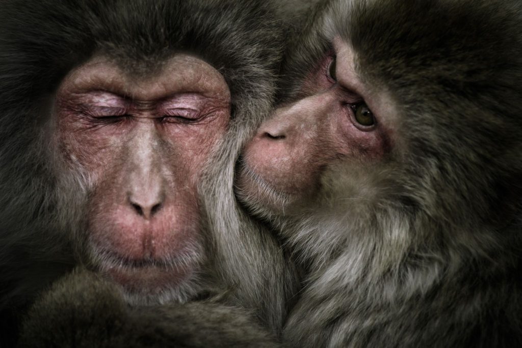 Macaques couple
