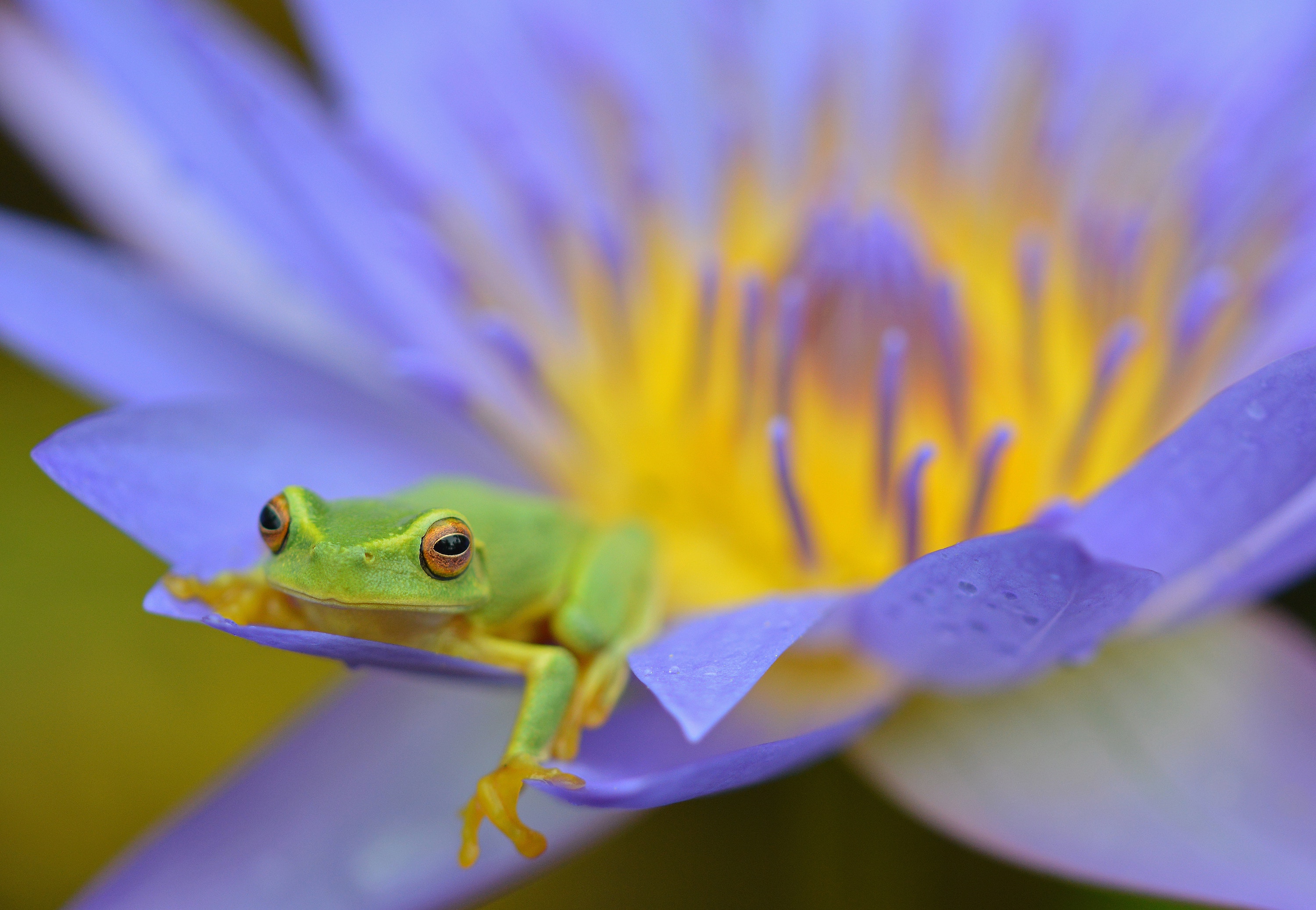 Dainty Treefrog in a Waterlily Flower, Cairns, Australia