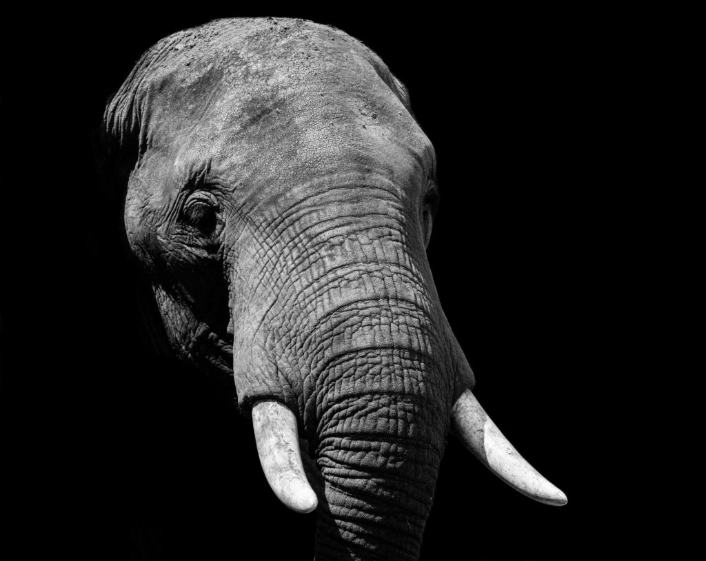 Elephant, Uganda