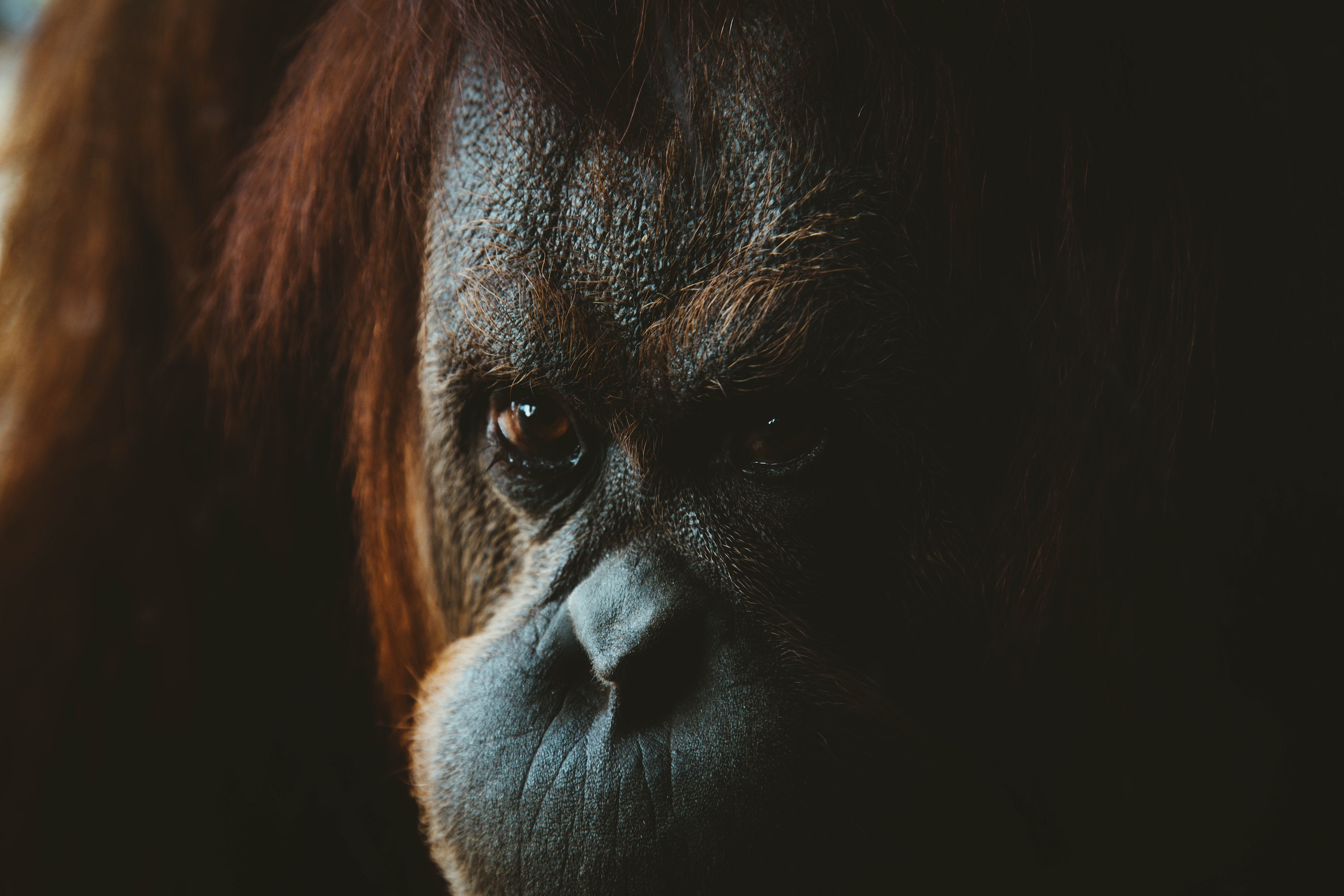 Orangutan is watching you