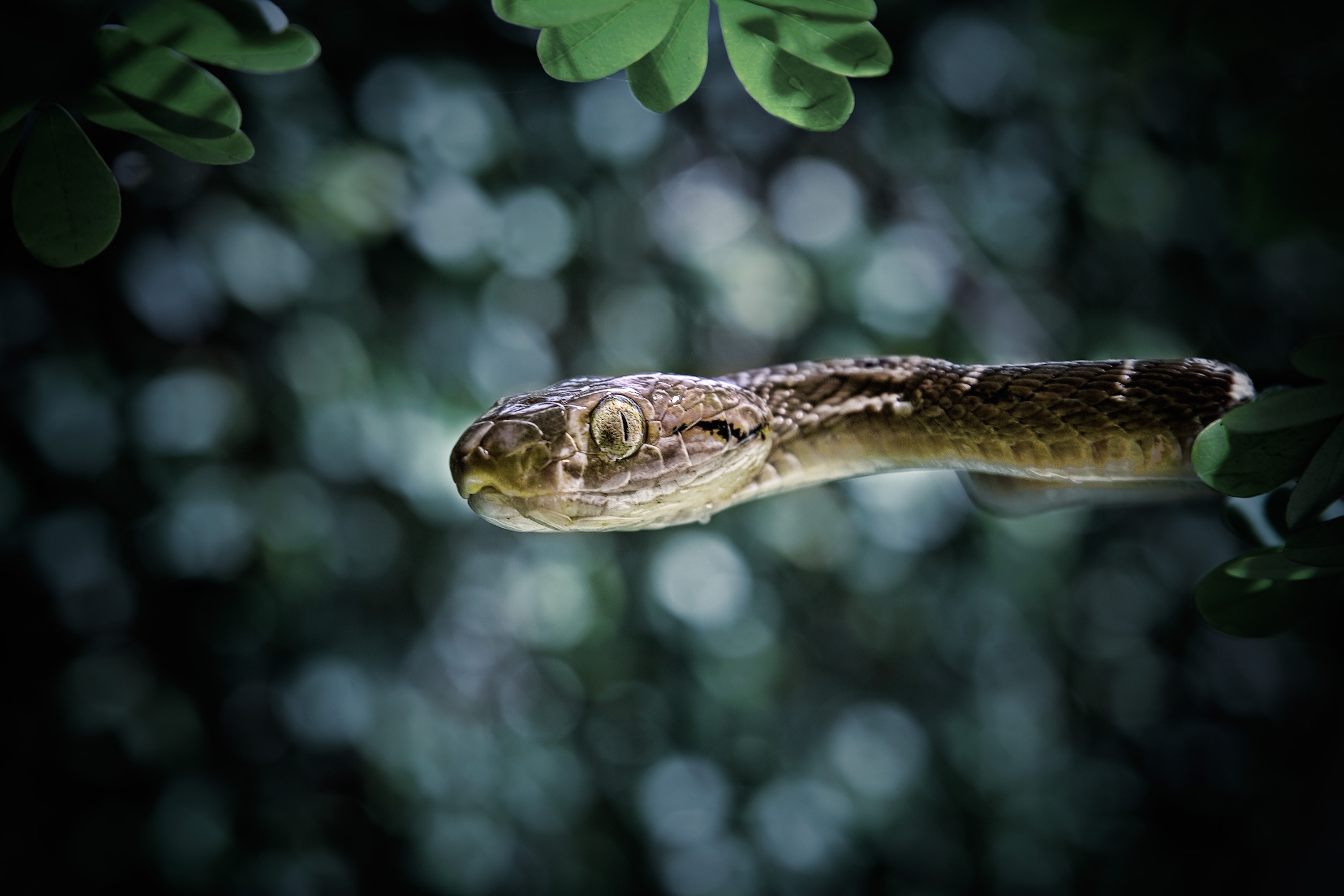 Snake, Bali