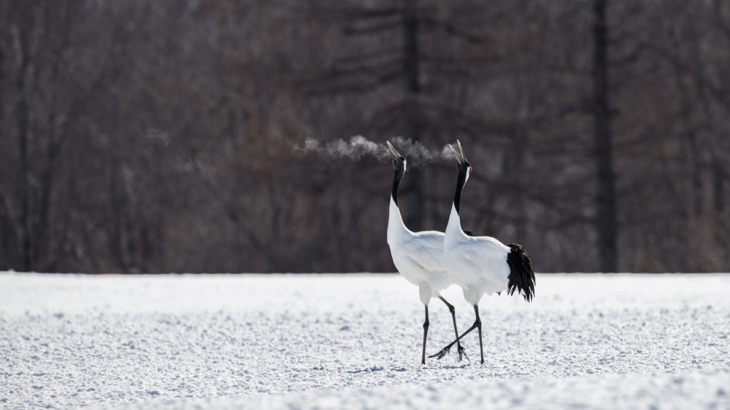 Red-crowned crane couple dancing