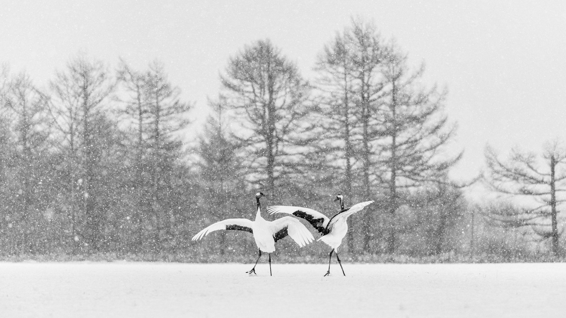 Red-crowned crane couple dancing in the snow