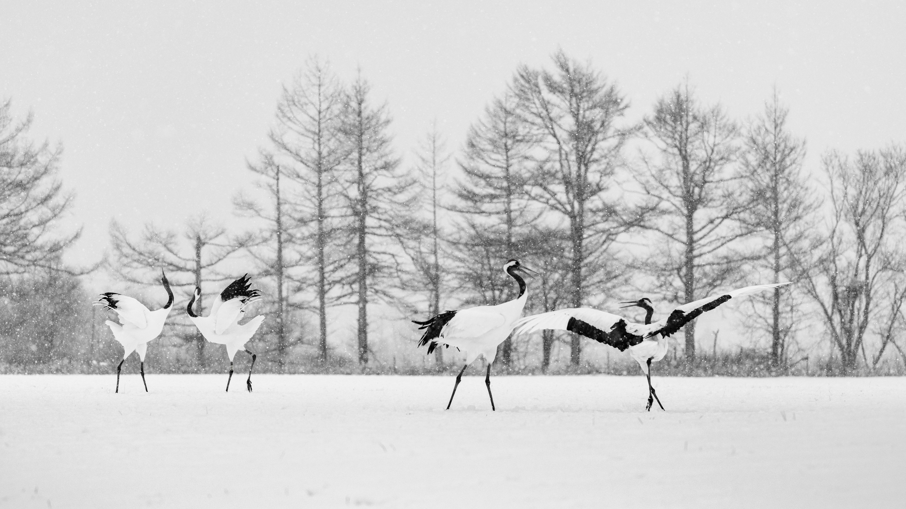 Red-crowned crane couples dancing