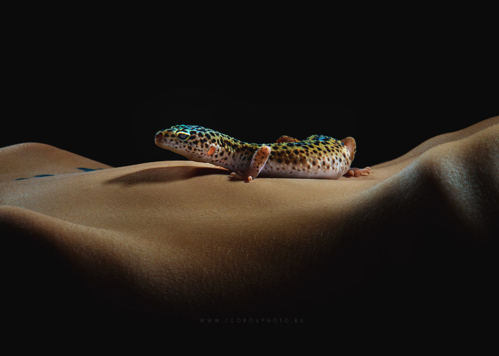 Gecko and skin