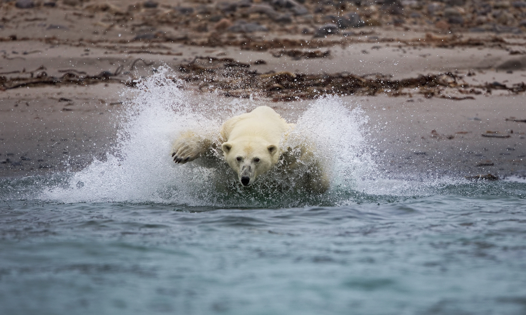 Polar Bear, Spitsbergen, Svalbard, Norway