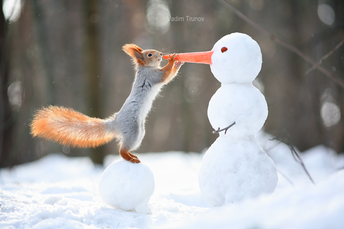 The squirrel and the snowman