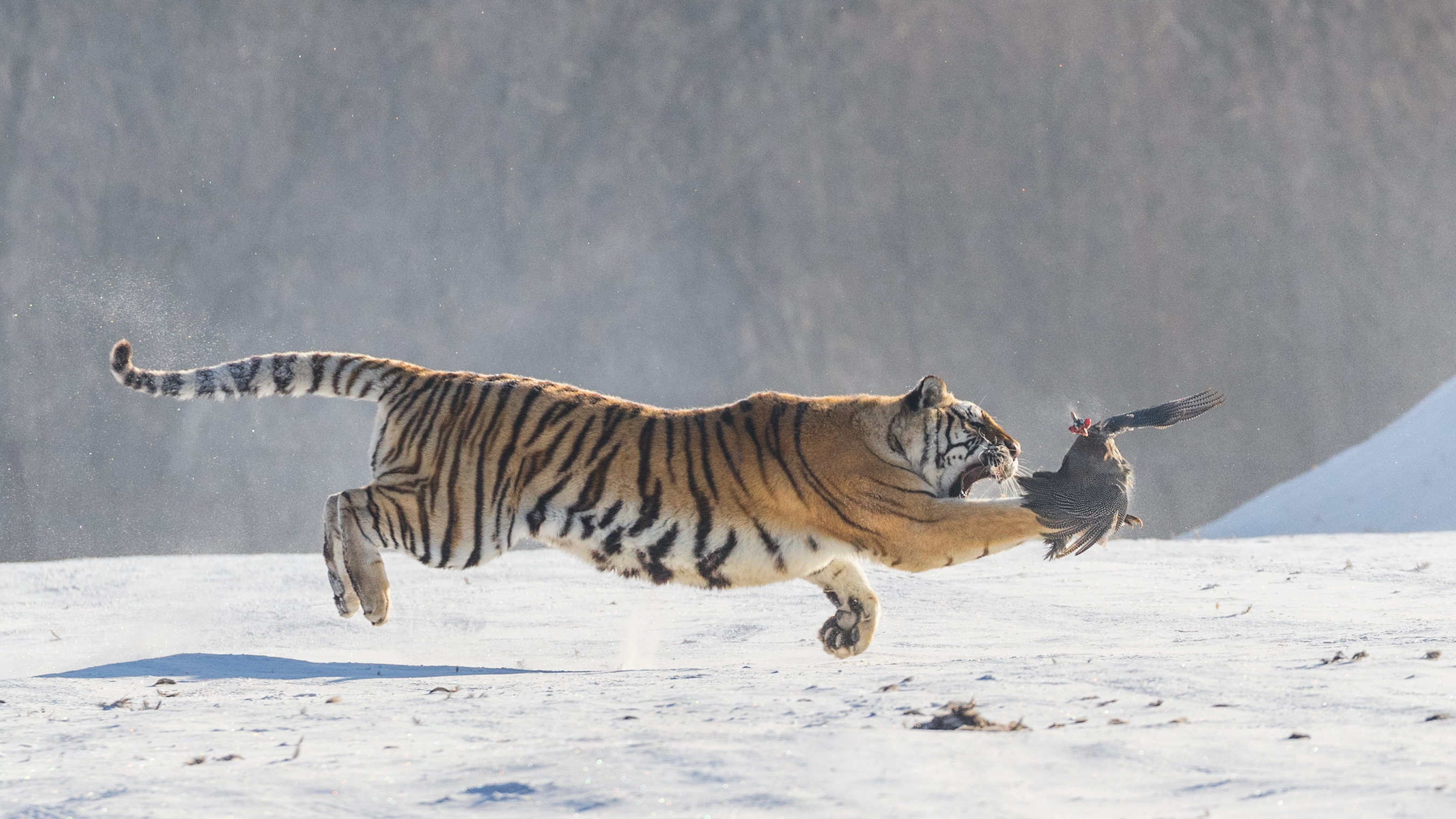 Tiger hunting in flight