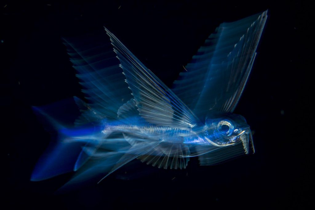 Flying Fish in Motion