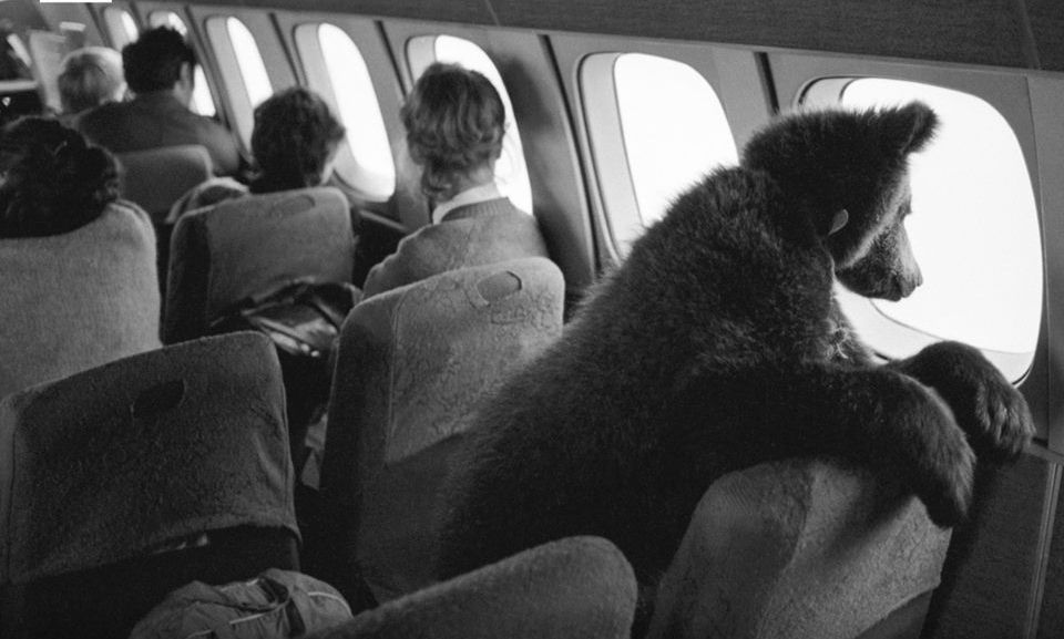 Siberian baby bear Dasha on the way to Prague